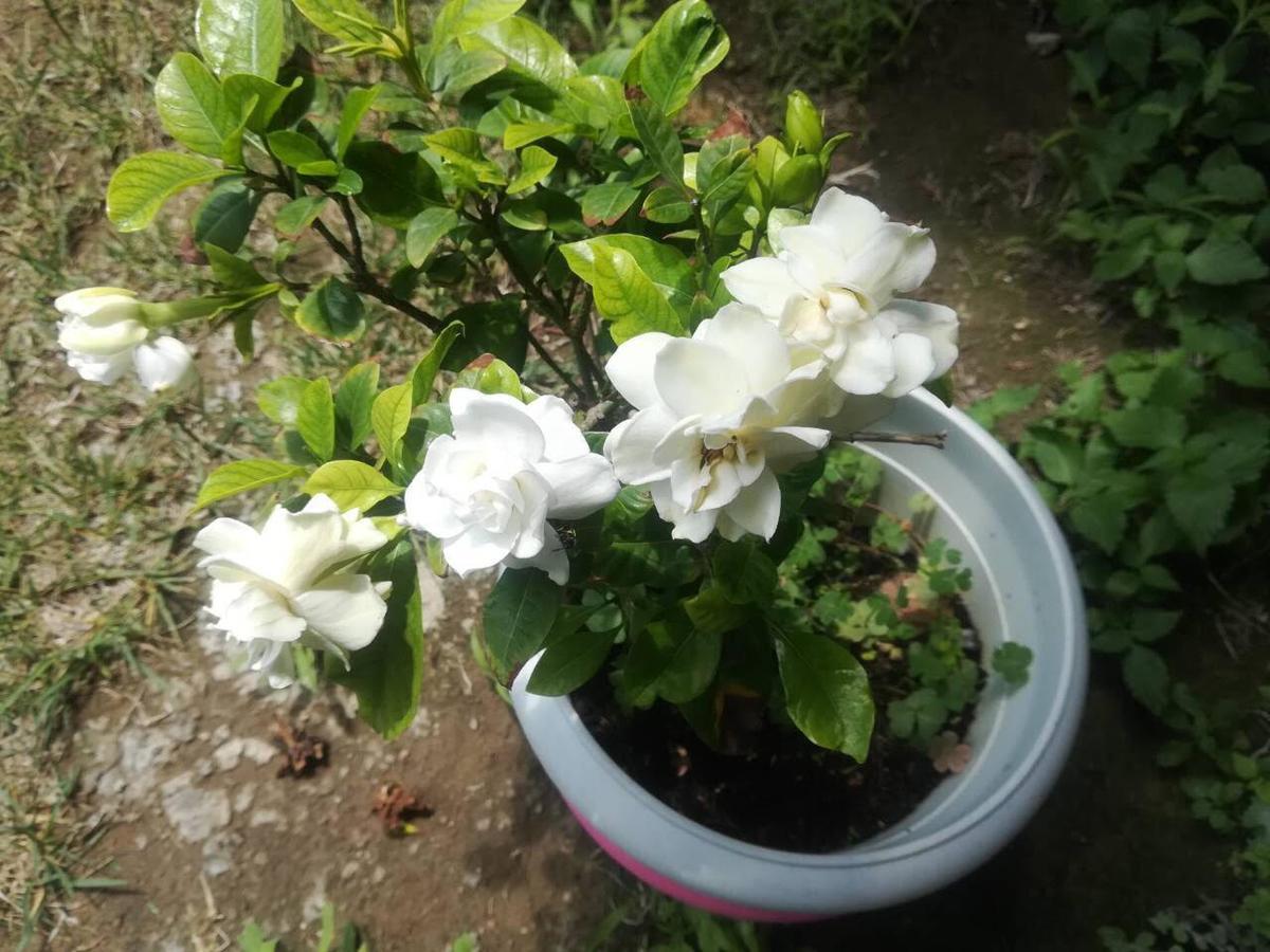Rose Garden Apartment Kalamata Ngoại thất bức ảnh